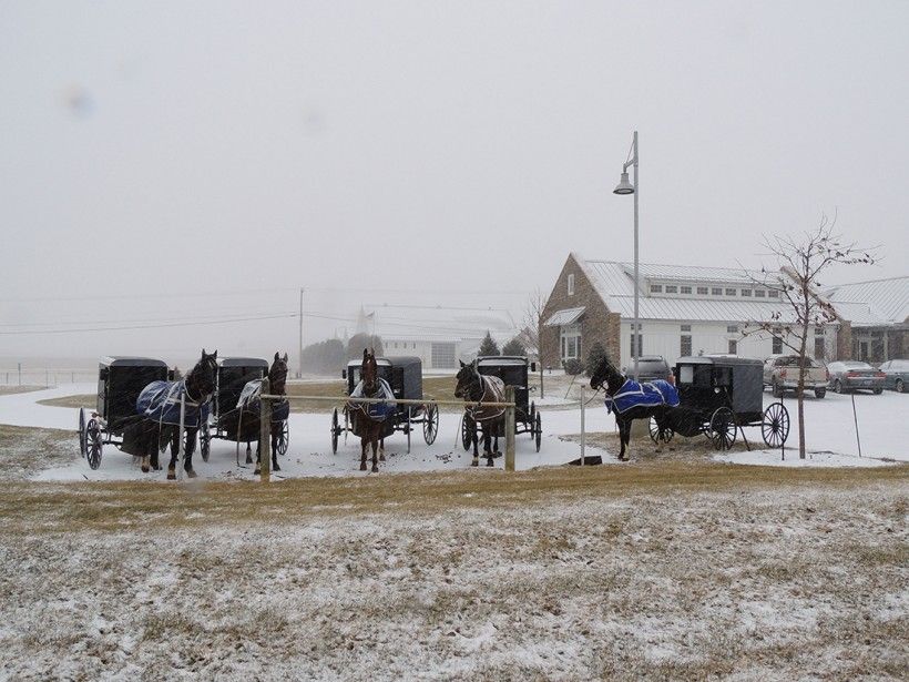Snowy day with five horse-and-buggy carriages lined up in a row alongside a winter field.