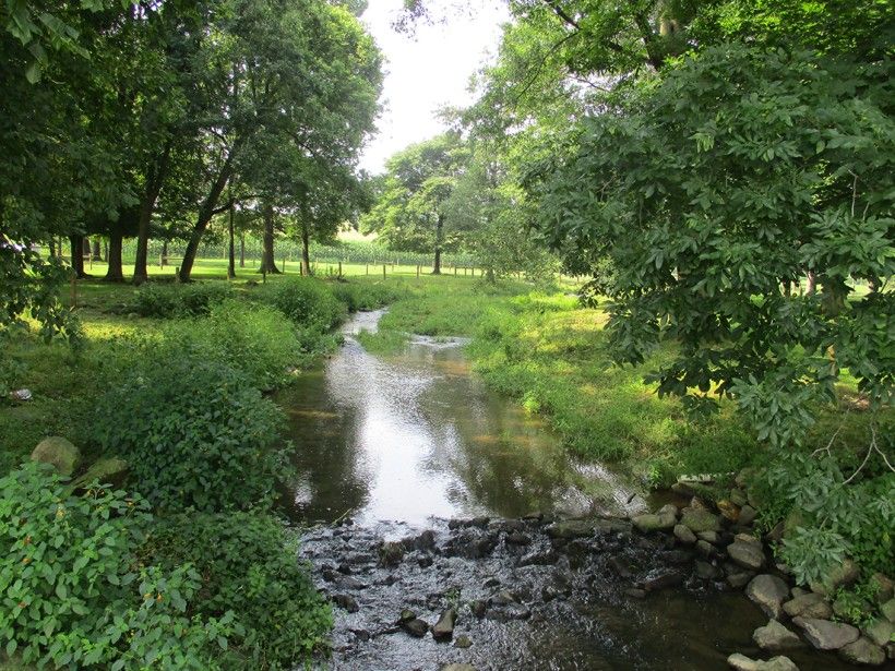 Photo of a stream running through a lush pasture with trees