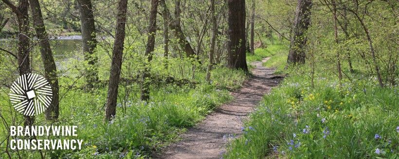 Spring view of Brandywine's River Trail, with blooms of bluebells lining the dirt path. Brandywine Conservancy logo in the bottom-left corner.