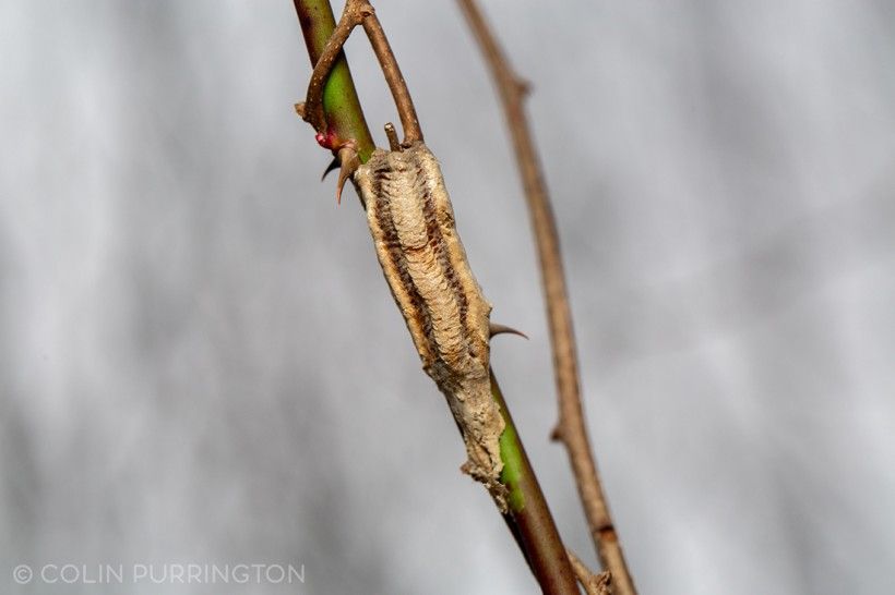 Ootheca of narrow-winged mantis (Tenodera angustipennis) on a plant stem. Photo © Colin Purrington. Used with permission.