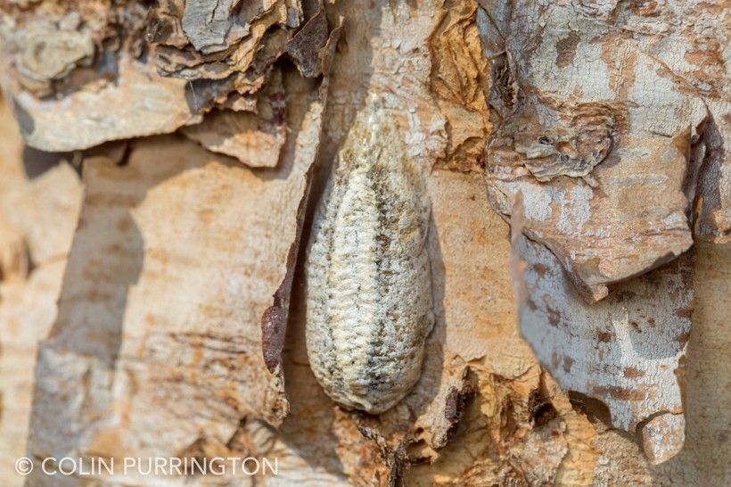 Carolina mantis ootheca. Photo © Colin Purrington. Used with permission. Carolina mantis ootheca embedded onto tree bark. Photo © Colin Purrington. Used with permission.