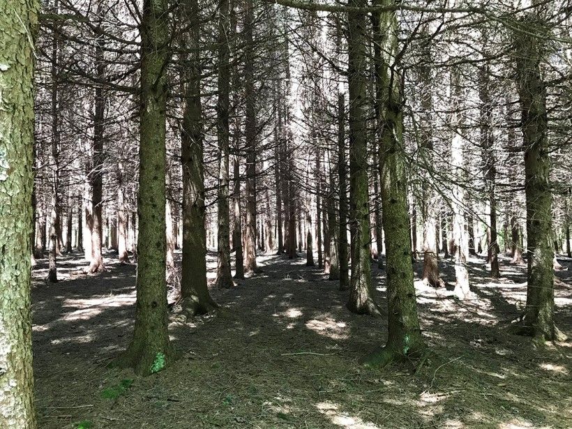 Photo of forest trees with sunlight coming through the branches