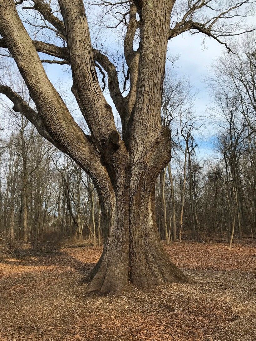 A wolf tree, in winter, surrounded by other winter trees on a sunny day. 