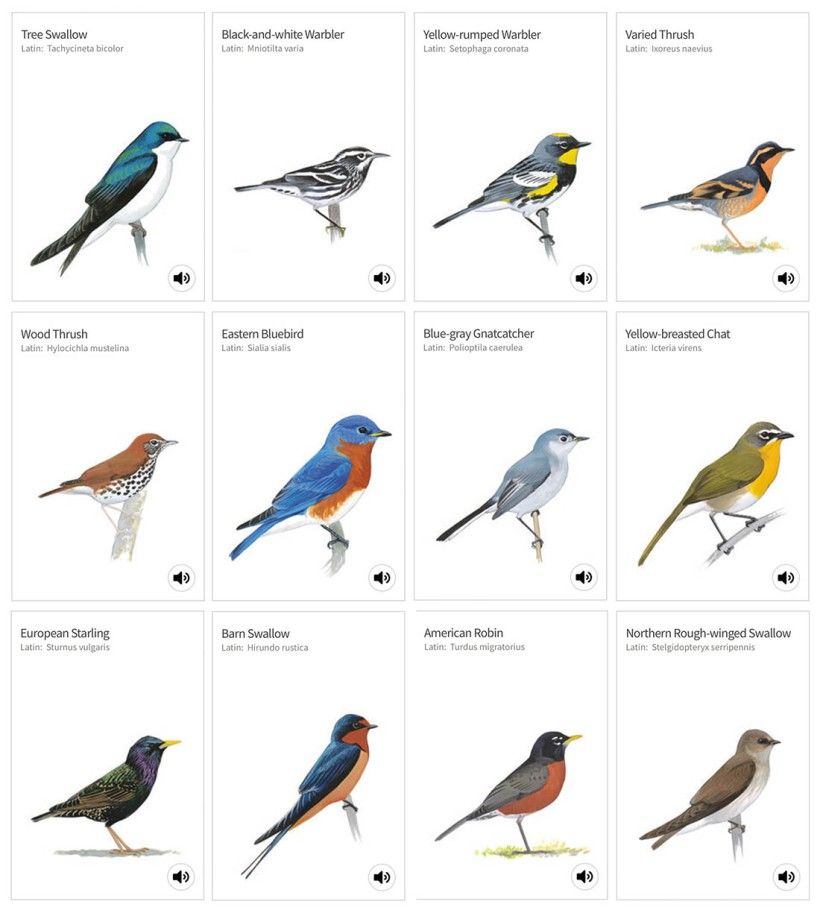 A grid selection of illustrated bird pictures