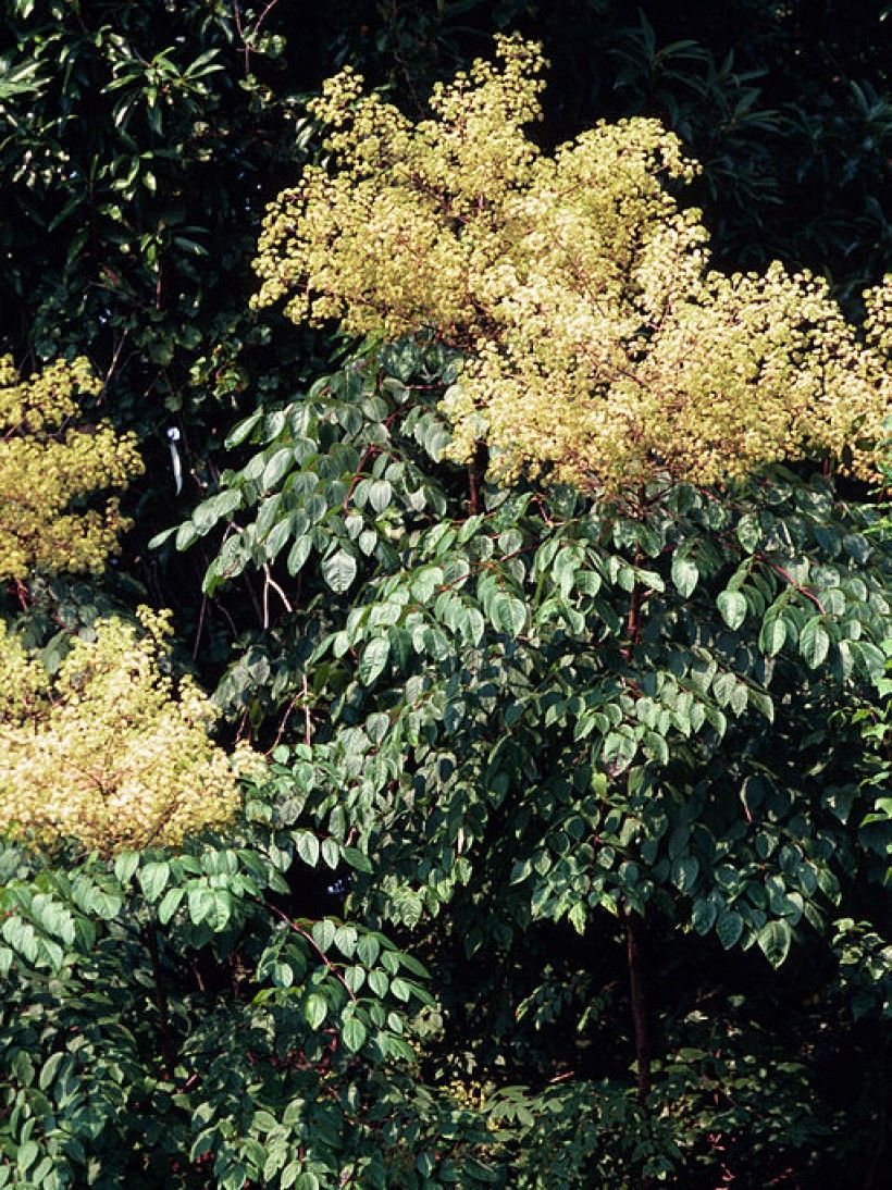 Closeup of flowers of Aralia spinosa and greenery.