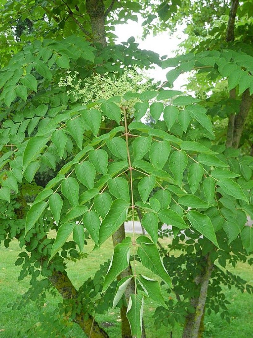 Stem of green leaves with the small white flowers of Aralia elata on top.