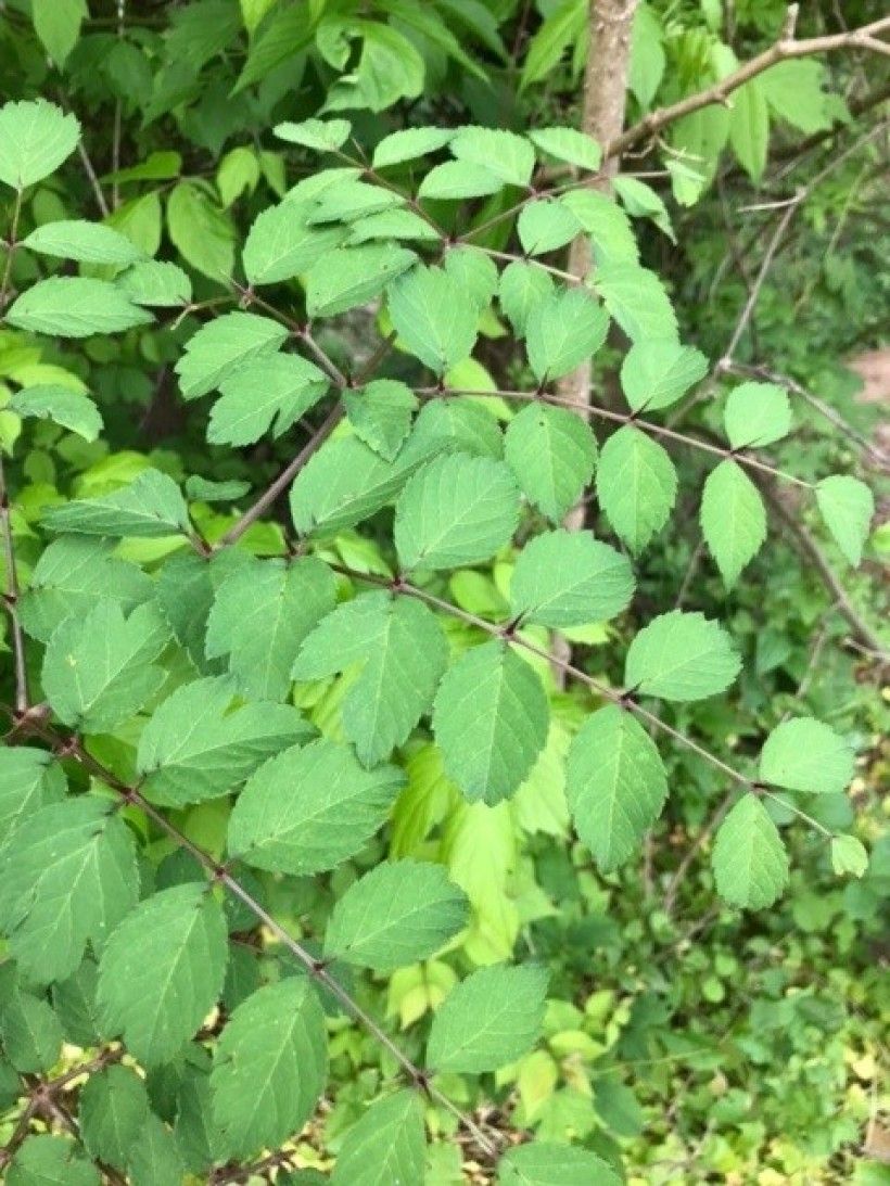 Aralia elata leaf. Photo by Evan Hunt. Closeup of green Aralia elata leaves.