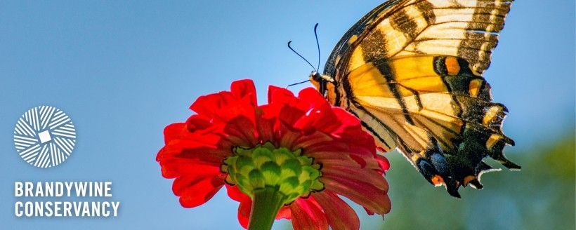 Closeup of a yellow and black butterfly pollinating a red flower. An image of the Brandywine Conservancy's logo is in the bottom-right corner. Photo by Laura Ducceschi.