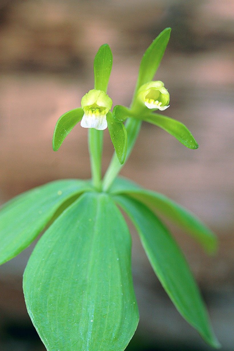 Closeup of a small whorled pogonia (Isotria medeoloides) flower.