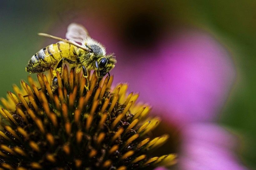 Photo of bee pollinating a purple coneflower