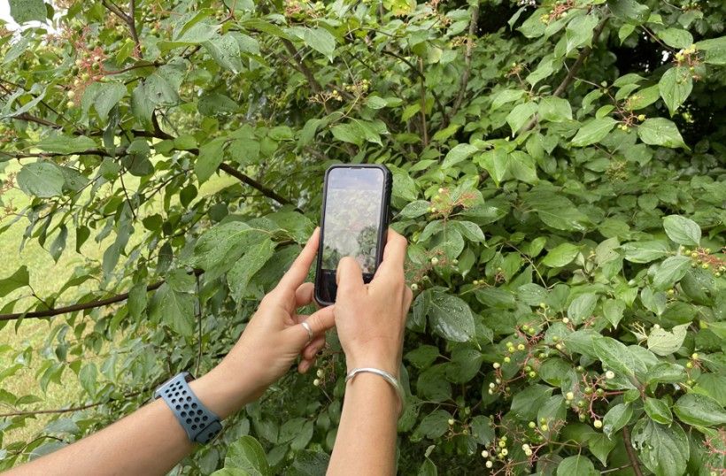 A person taking photos of a native plant with their smartphone.