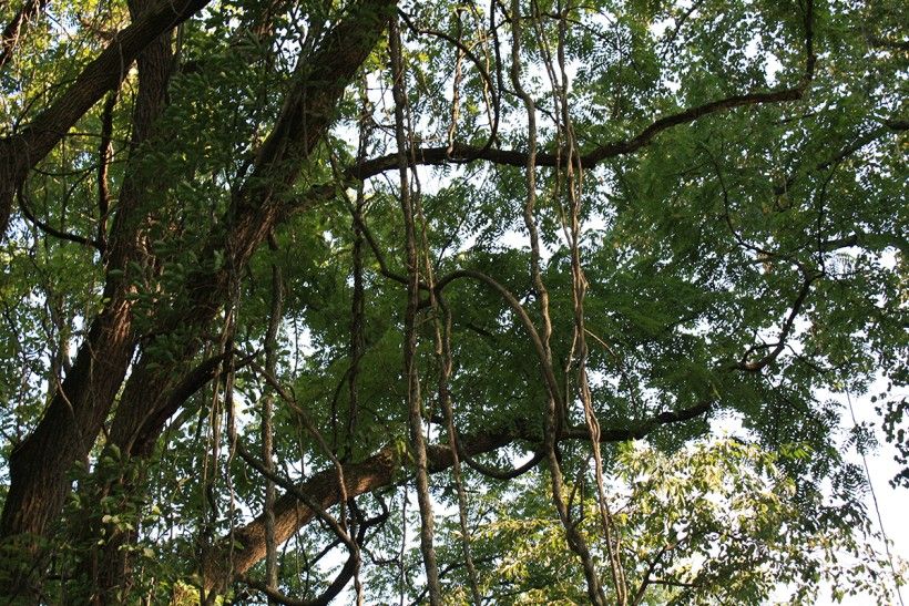 Tree with hanging vines