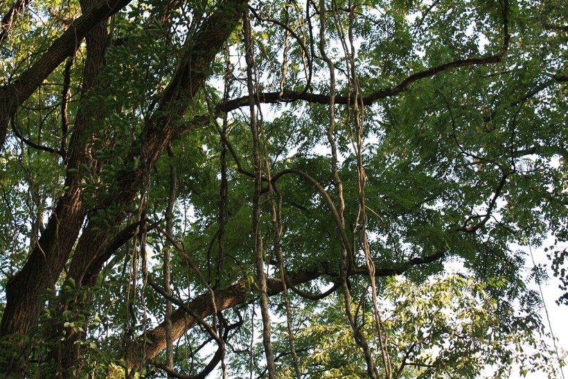 Tree with hanging vines