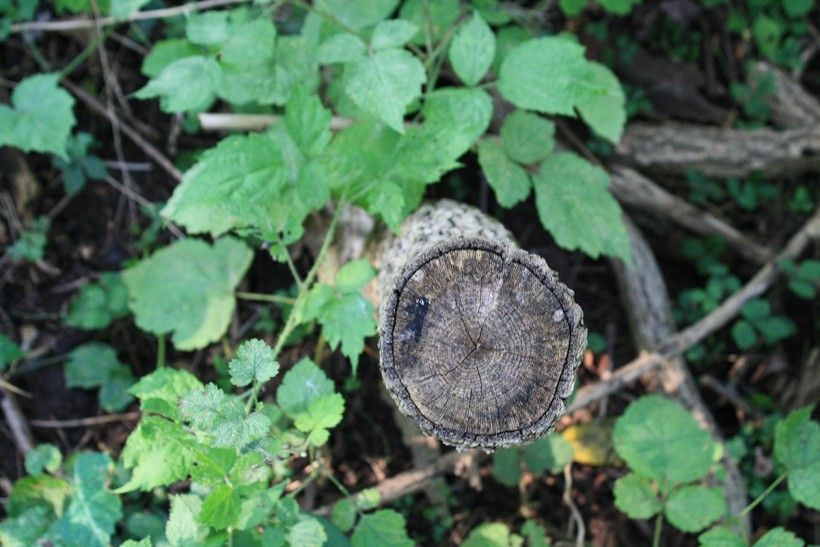 Cut stump of a tree