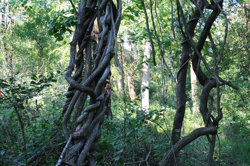 Thick vines on trees in a forest