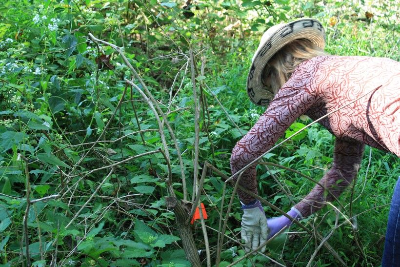 Margaret Moore working in the woodlands to remove invasive