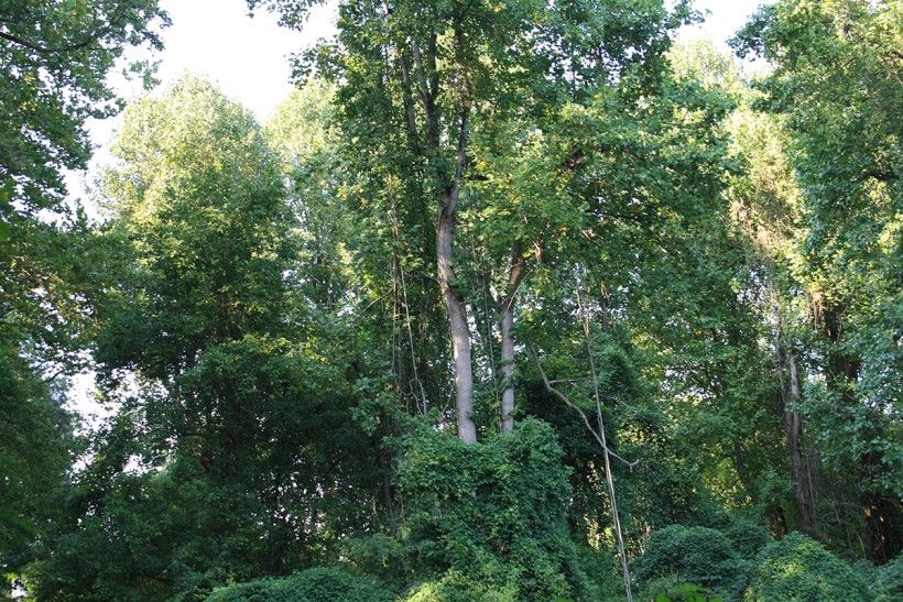 Trees wrapped in vines and thick, overgrown forested growns