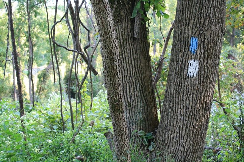 Tree trunk marked with white and blue paint