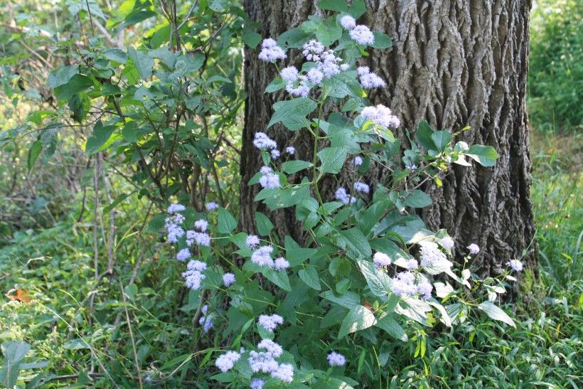 White flowers growing at the base of a tree trunk