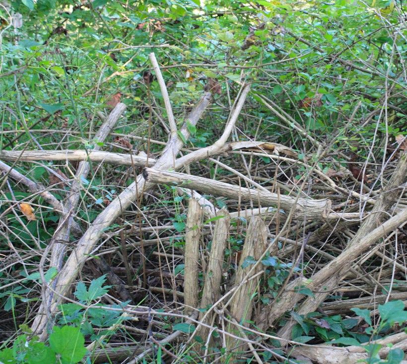 Bittersweet vines.