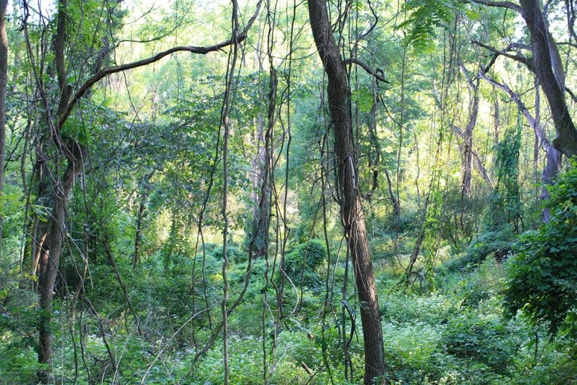 Trees and vines under a lush forest canopy