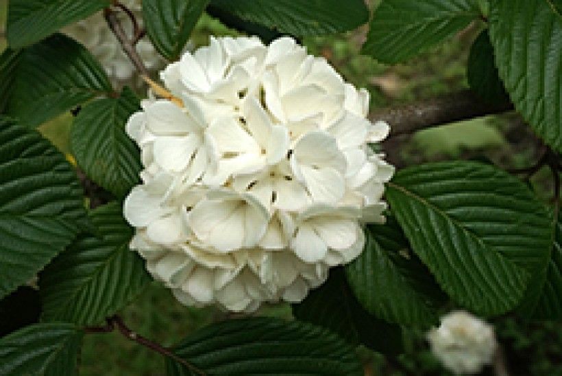 Flowers of the cultivated Japanese Snowball (Viburnum plicatum). Photo by Plant Image Library from Boston, USA, via Wikimedia Commons (CC BY-SA 2.0).