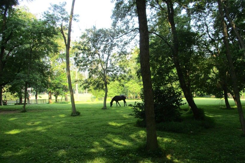 Photo of a horse in a green field with trees