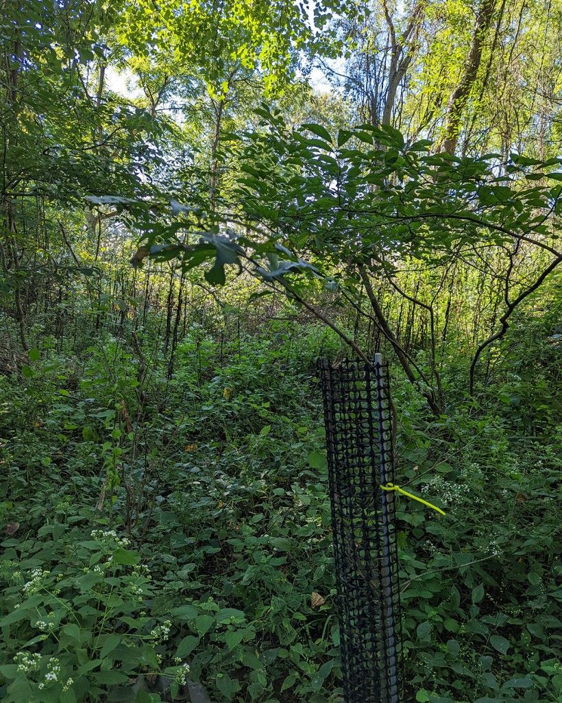Planted tree with mesh tube for deer protection. Young tree growing in a protective mesh tube