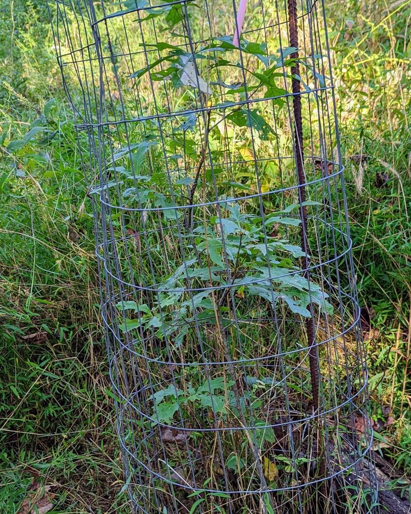 Planted tree with wire cage for deer protection. Oak seedling in wire protective cage