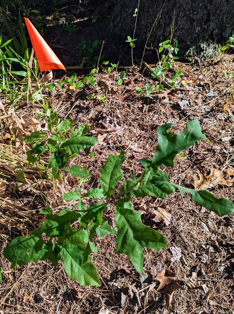 Volunteer oak seedling marked for transplantation. Oak seedling