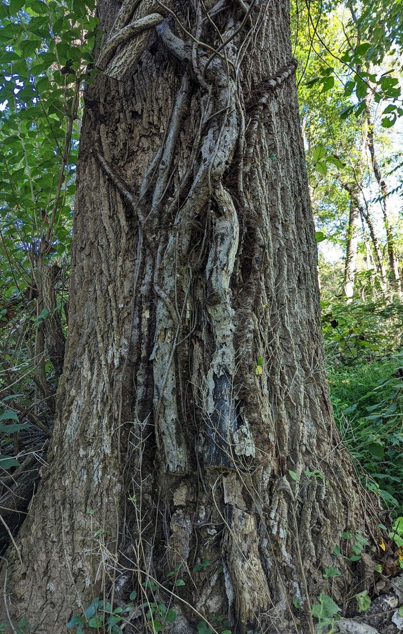 Poison ivy vine growing on a tree. Poison ivy vine growing on a tree. Photo by Margaret Moore.