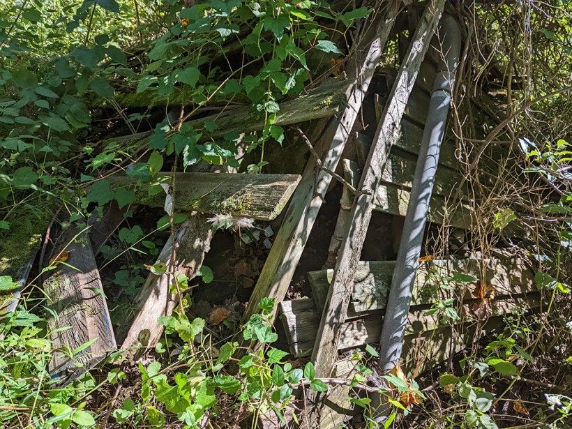 A ruined prohibition-era still uncovered. Prohibition-era still covered with vines
