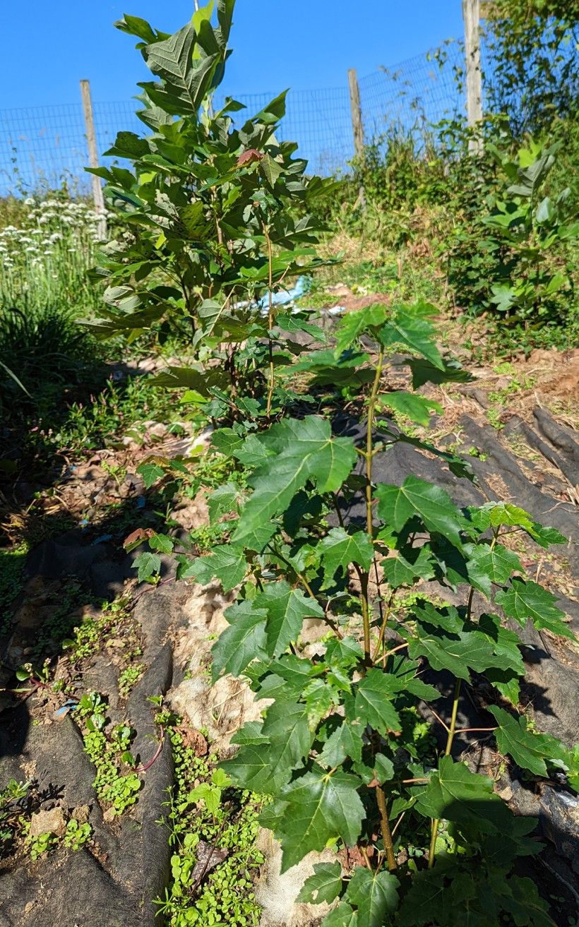 Saplings growing in Margaret’s vegetable garden. Margaret marks seedlings she finds on the property so that she can come back in the spring or fall, pot them, and grow them in the garden until she is ready to transplant them to their final place in her woodland. Plant seeding in a nursery setting