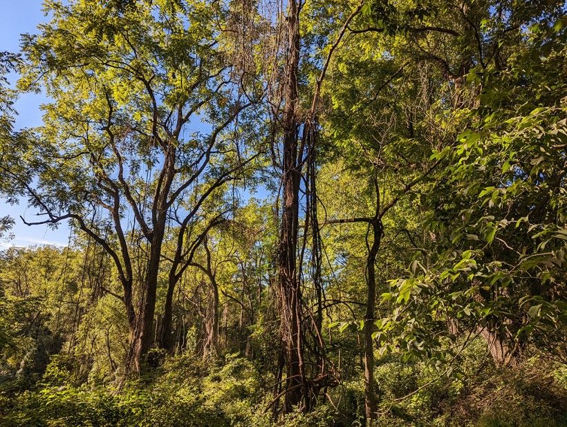 View of vista that was opened up by invasive clearing. Dead vines will eventually fall out of the trees on their own. Vines trees. Photo by Margaret Moore