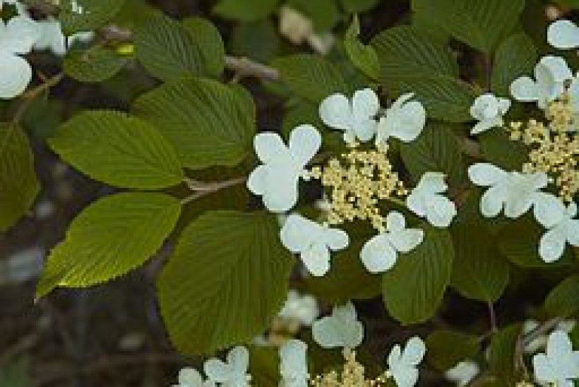 Flowers of the Doublefile Viburnum (Viburnum plicatum f. tomentosum). Photo by Wouter Hagens, via Wikimedia commons.
