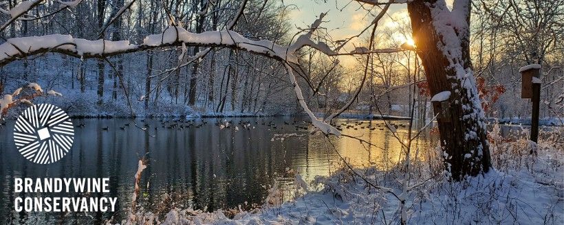 Snowy forested pond at sunrise
