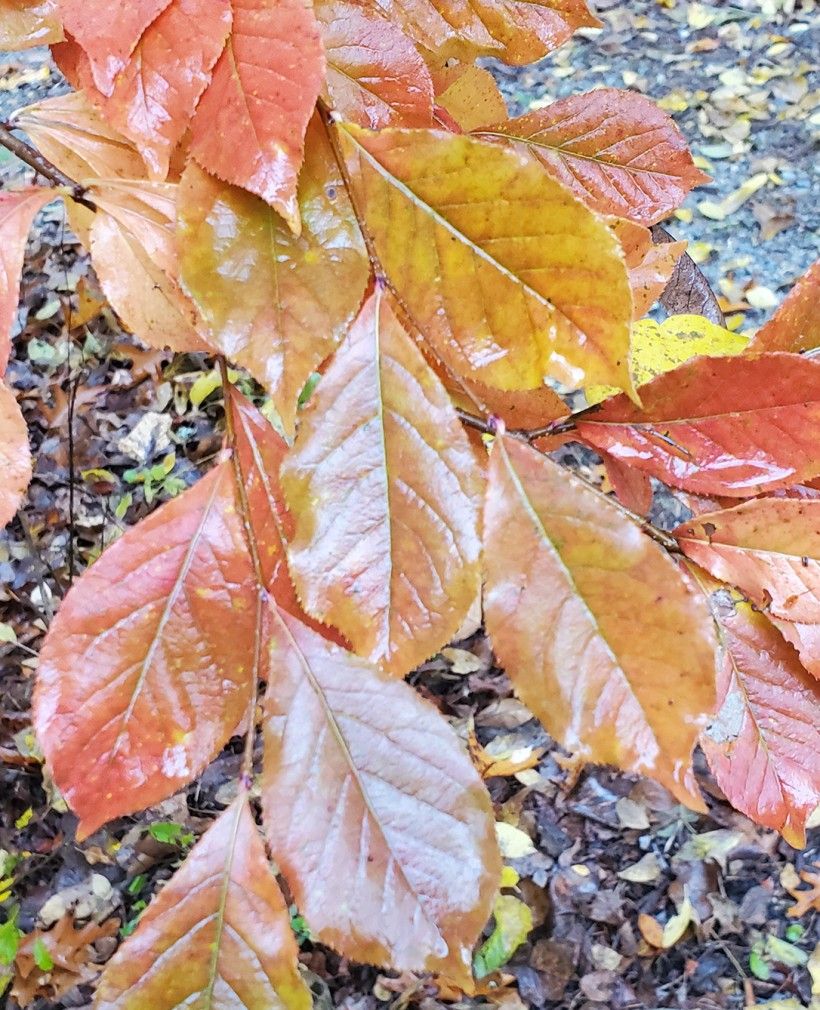 Pourthiaea villosa leaves in the fall. Photo by Kevin Fryberger.