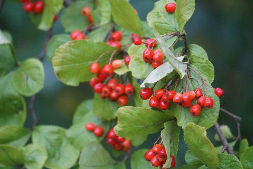 Christmas Berry Pourthiaea villosa). Photo © Sara Rall, some rights reserved (CC BY-NC)