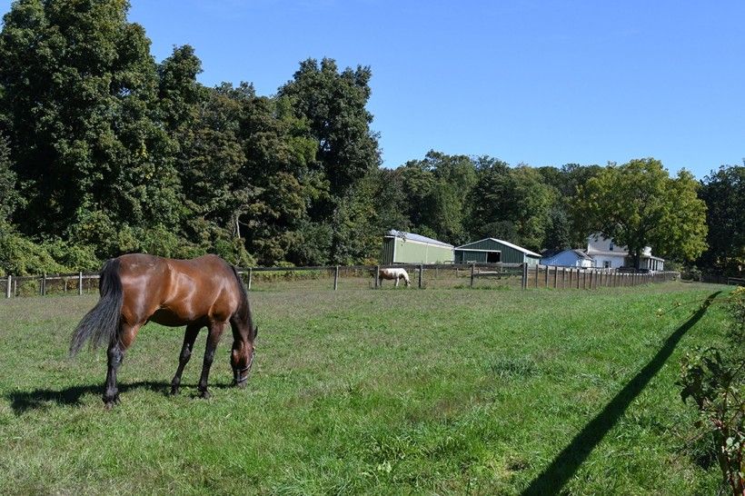 Horse eating grass on a field next to a forest