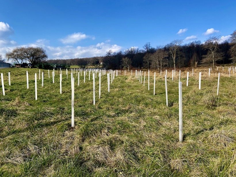 Tree planting