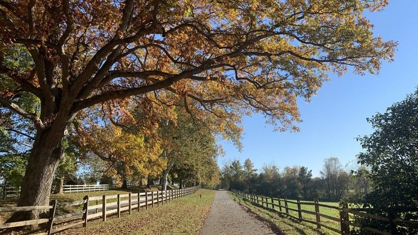 Autumn tree-lined drive on a blue sky day in West Bradford Township