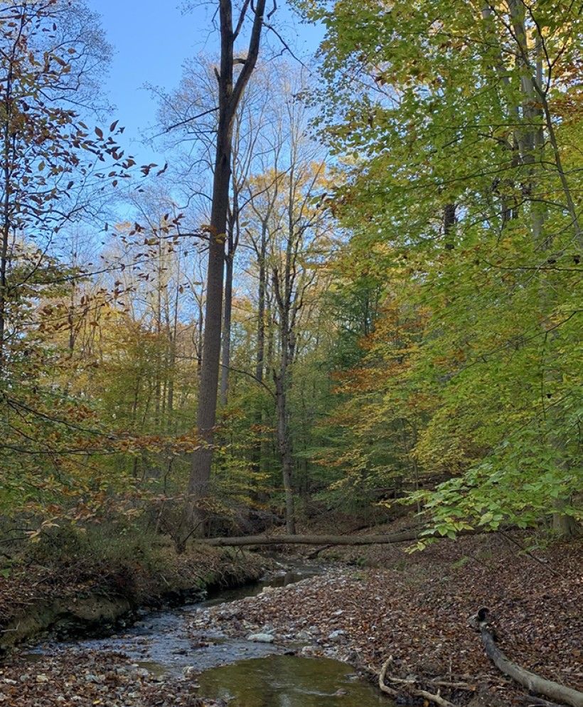 Small stream weaving through a forest of autumn-colored trees in West Bradford Township