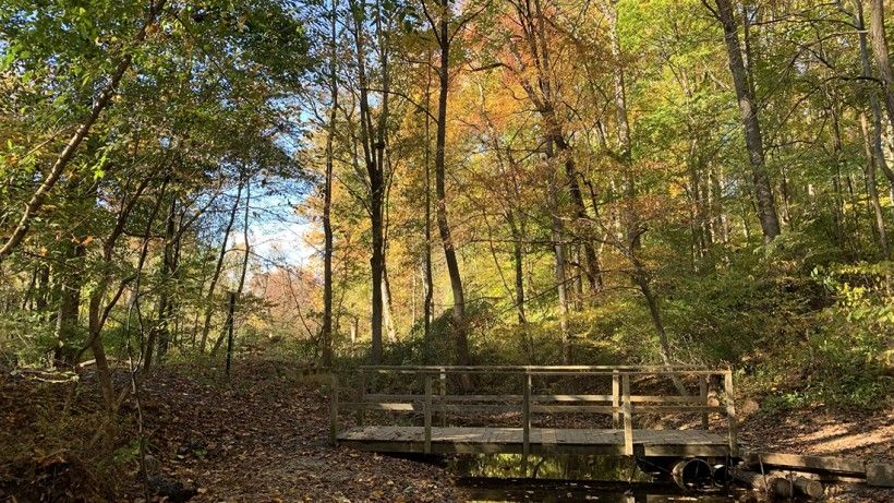 Forest trail with wooden footbridge