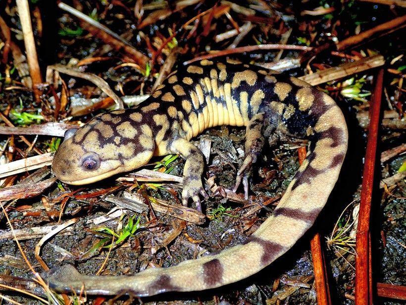 Eastern tiger salamander. Photo: Brandon Ruhe of the Mid-Atlantic Center for Herpetology and Conservation