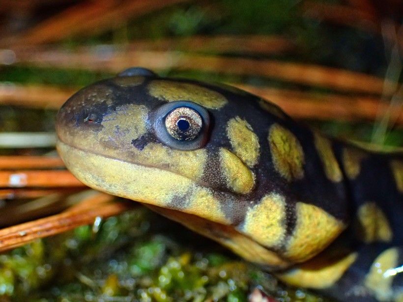 Eastern tiger salamander. Photo: Brandon Ruhe of the Mid-Atlantic Center for Herpetology and Conservation