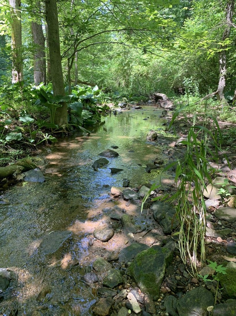 Shaded stream running through a forested area