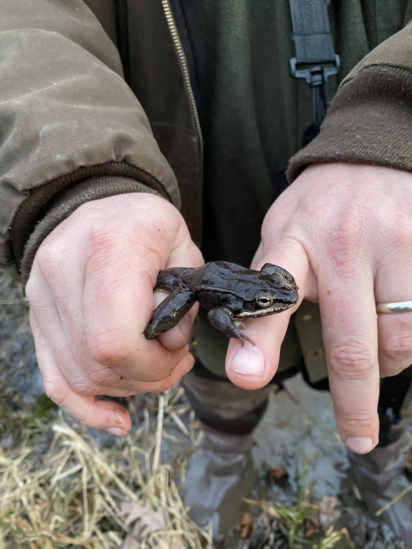 Wood frog (Lithobates sylvaticus) found during survey. Photo: Kristen Frentzel.