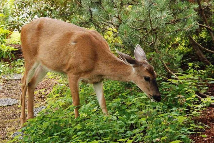 A deer eating plants