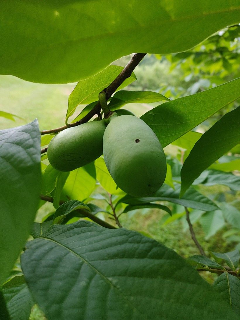 Pawpaw tree (Asimina triloba) leaves and fruit. Photo by Wendy Love.