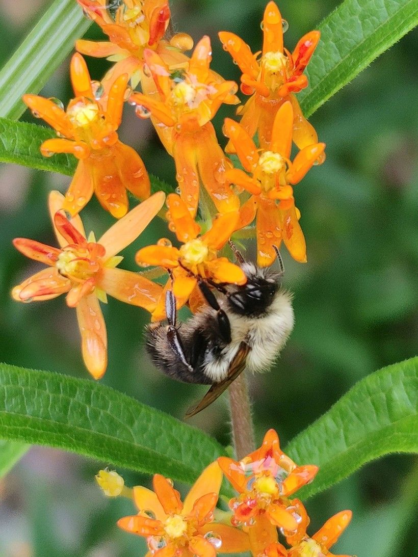 Butterfly Milkweed (Asclepias tuberosa) with leaves and open flowers. Photo by Wendy Love.